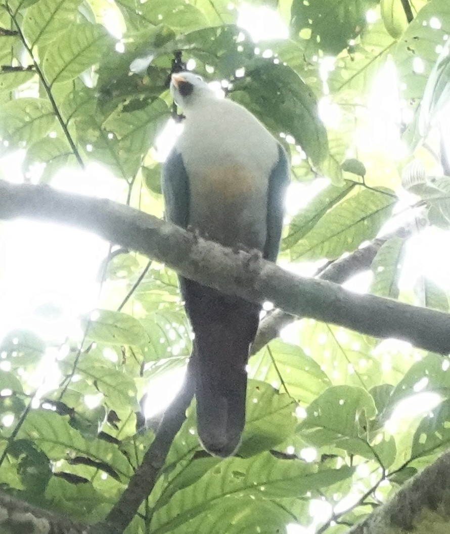 sulawesifruktdue - ML644629476