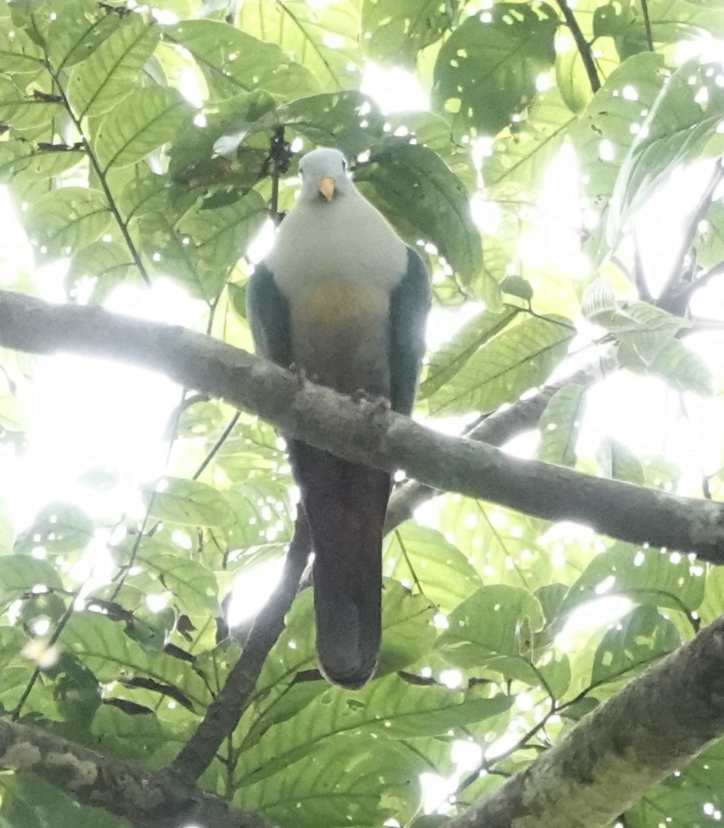 sulawesifruktdue - ML644629477