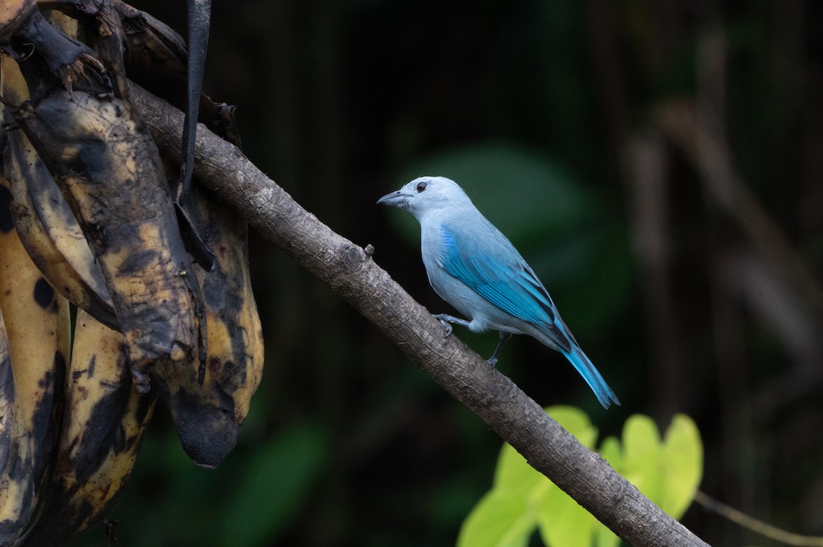 bispetanagar - ML644629478