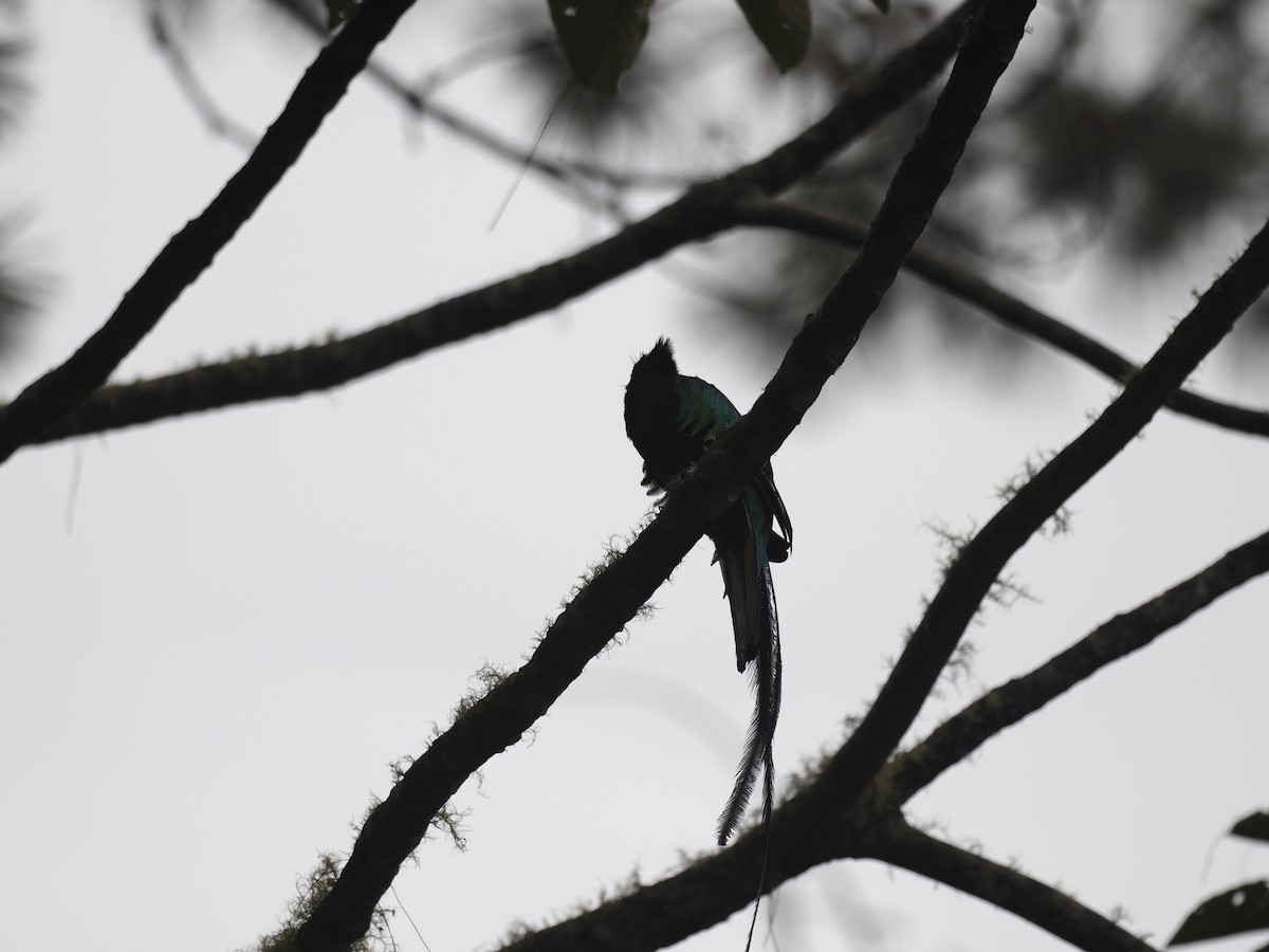 praktketsal - ML644629480