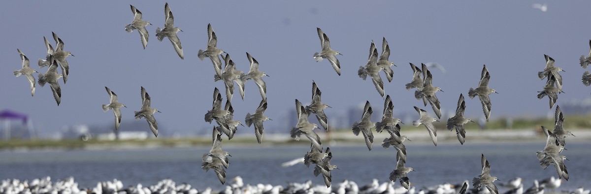 polarsnipe - ML644629481