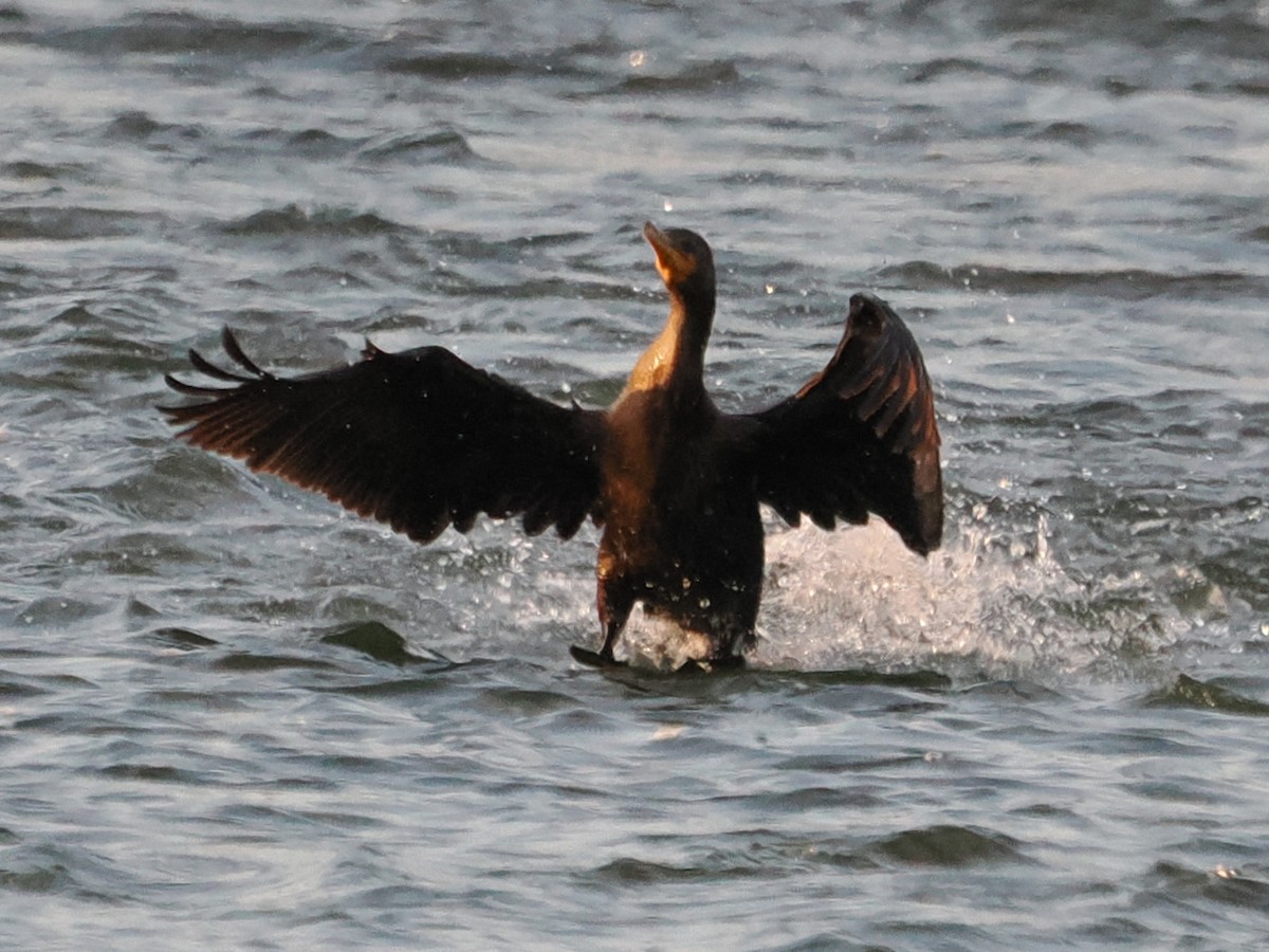 totoppskarv - ML644629482