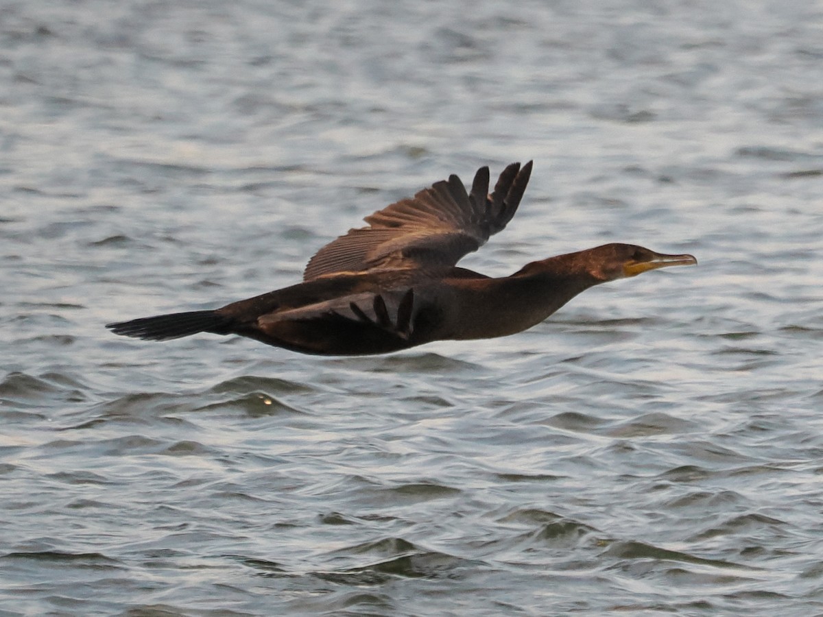 totoppskarv - ML644629483