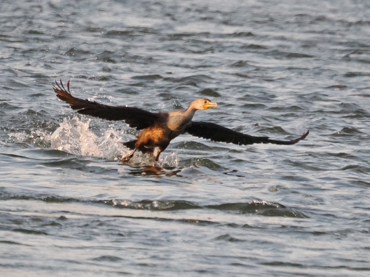 totoppskarv - ML644629484