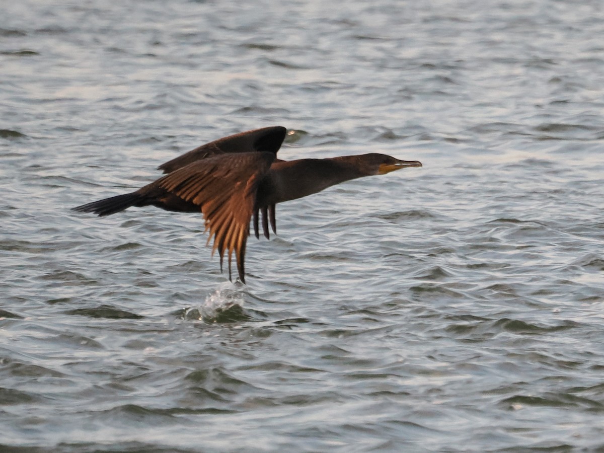 totoppskarv - ML644629485