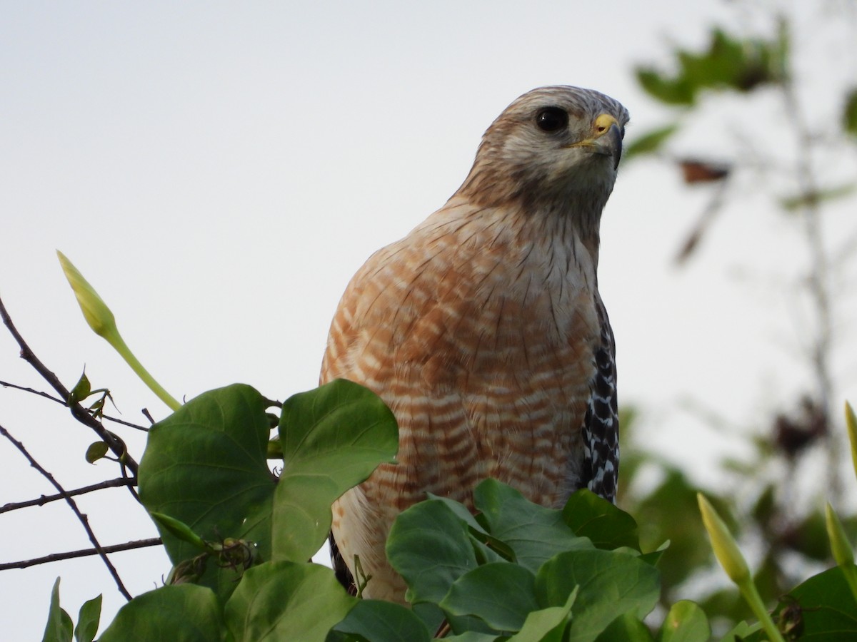 Канюк рудоплечий - ML644629492