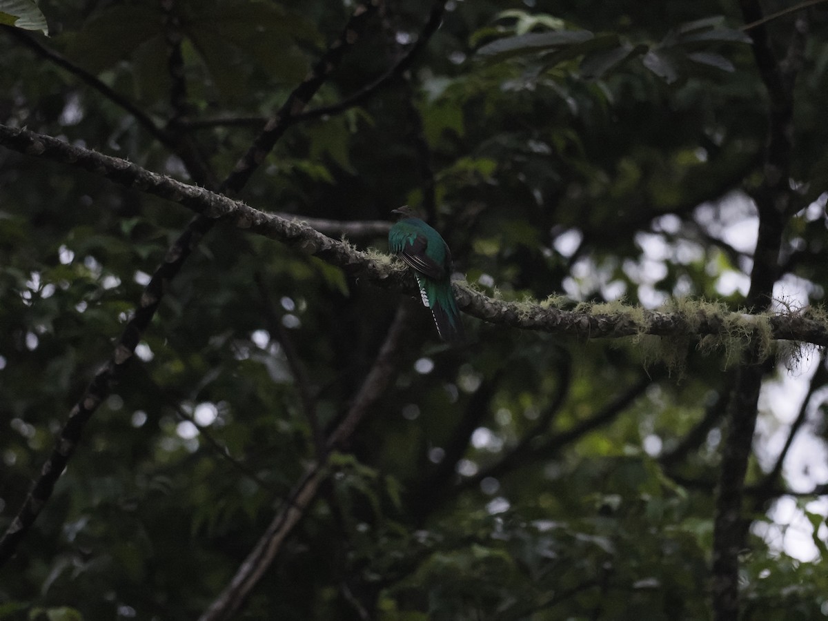 praktketsal - ML644629496