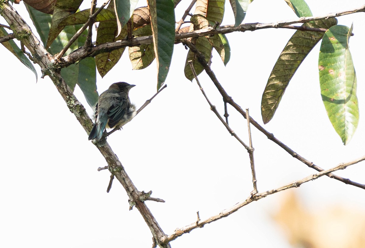 krattanagar - ML644629497