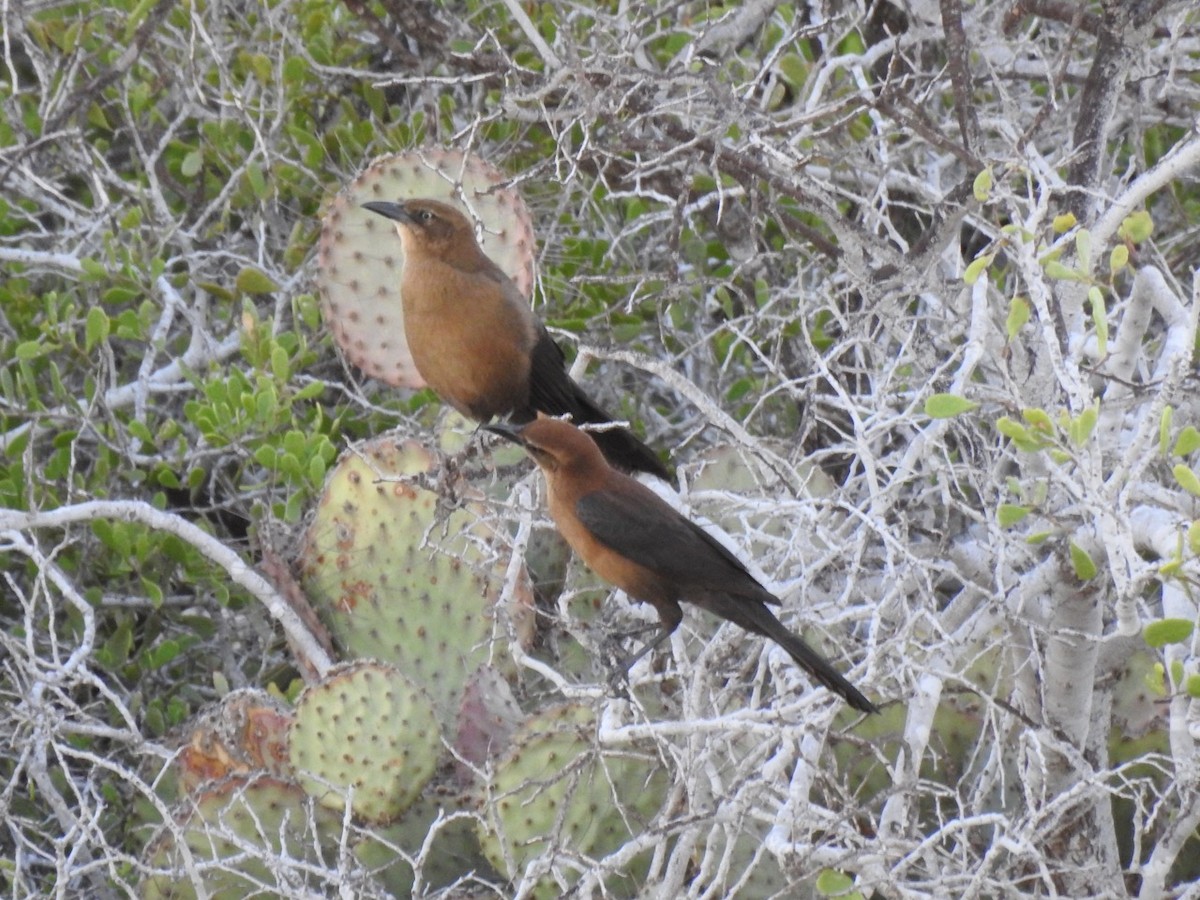 storstjerttrupial - ML644629498