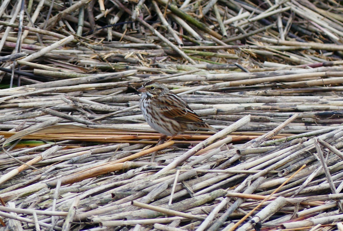 musespurv - ML644629499