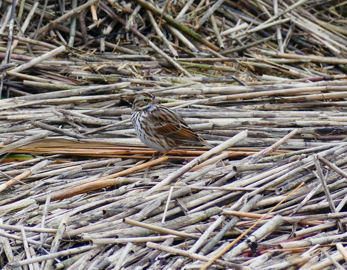 musespurv - ML644629500