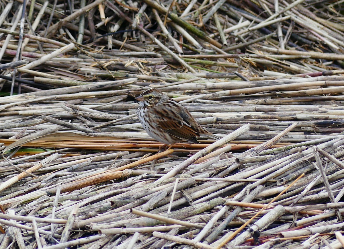 musespurv - ML644629501