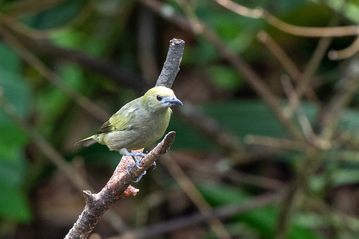 palmetanagar - ML644629504