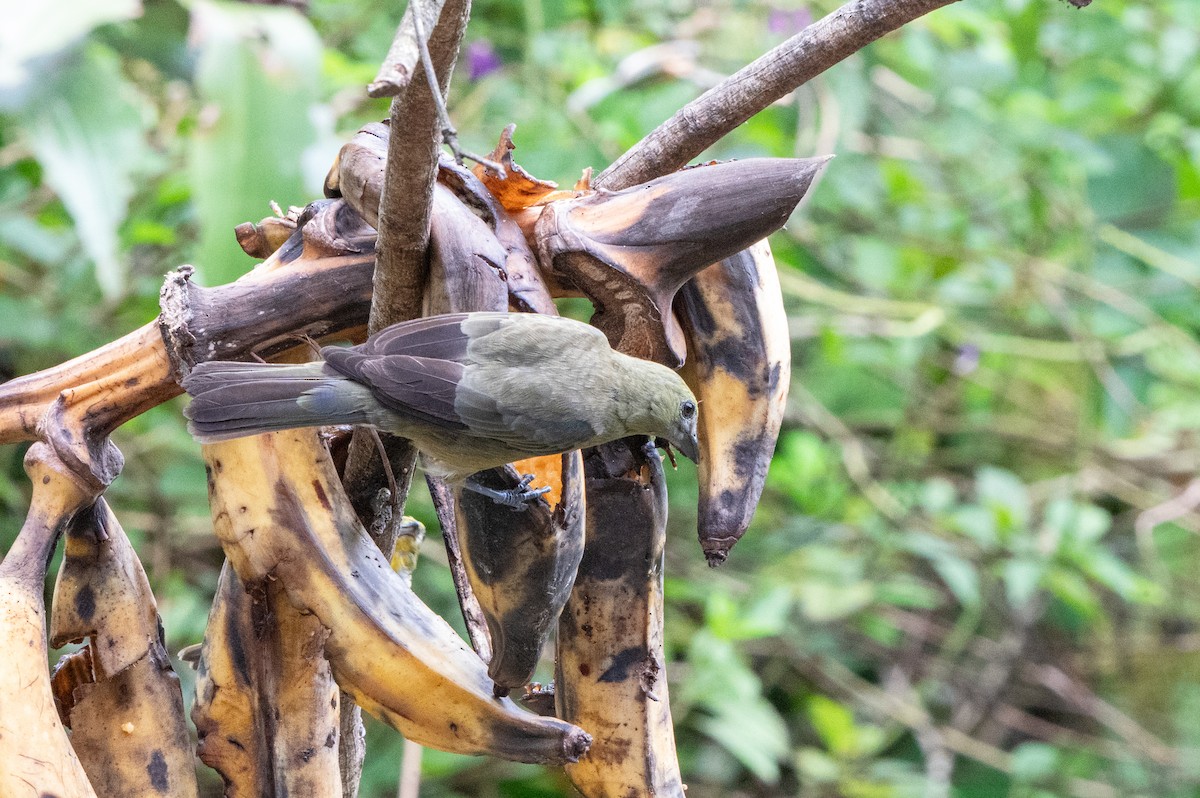 palmetanagar - ML644629505