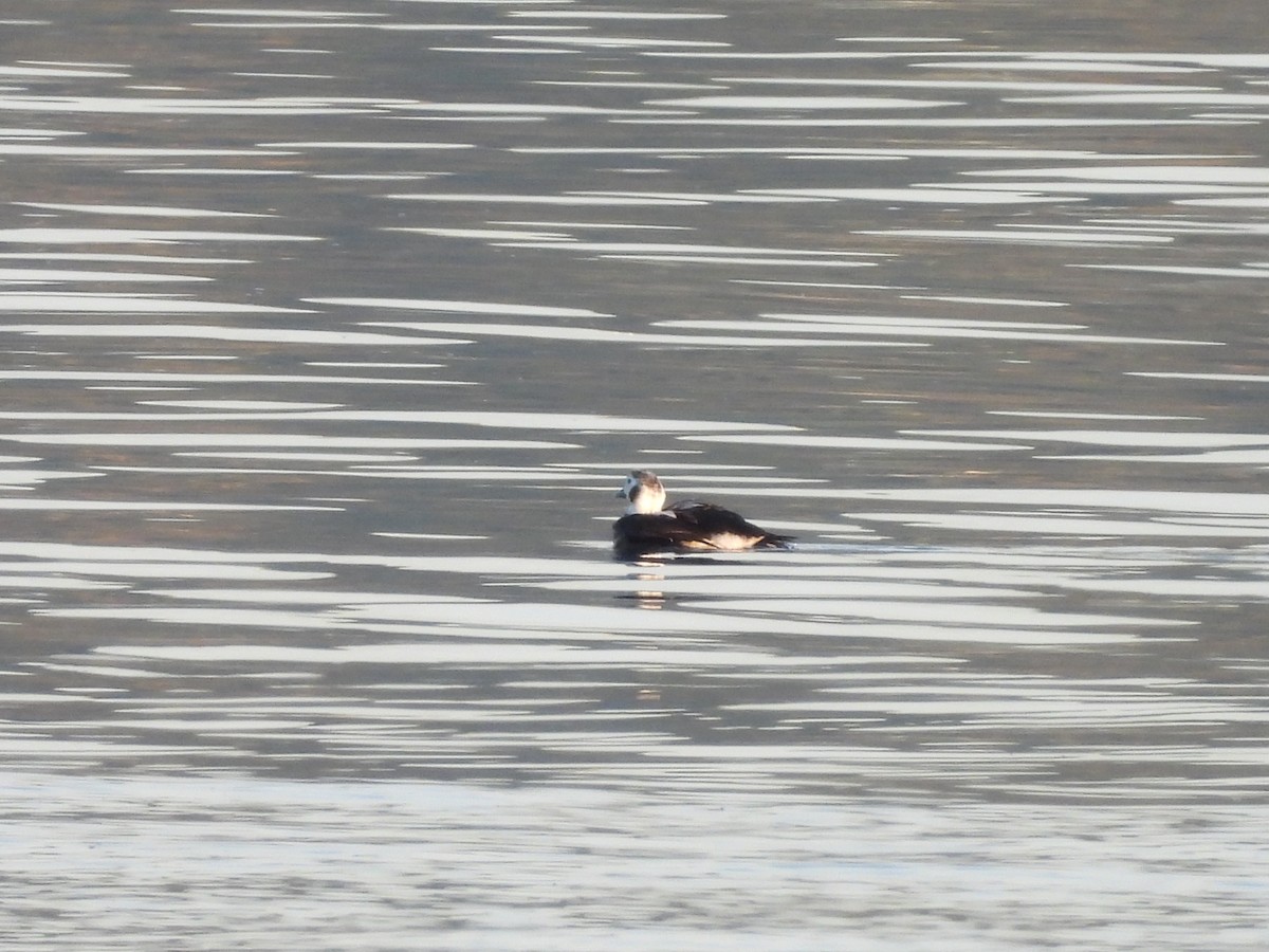 havelle - ML644629507