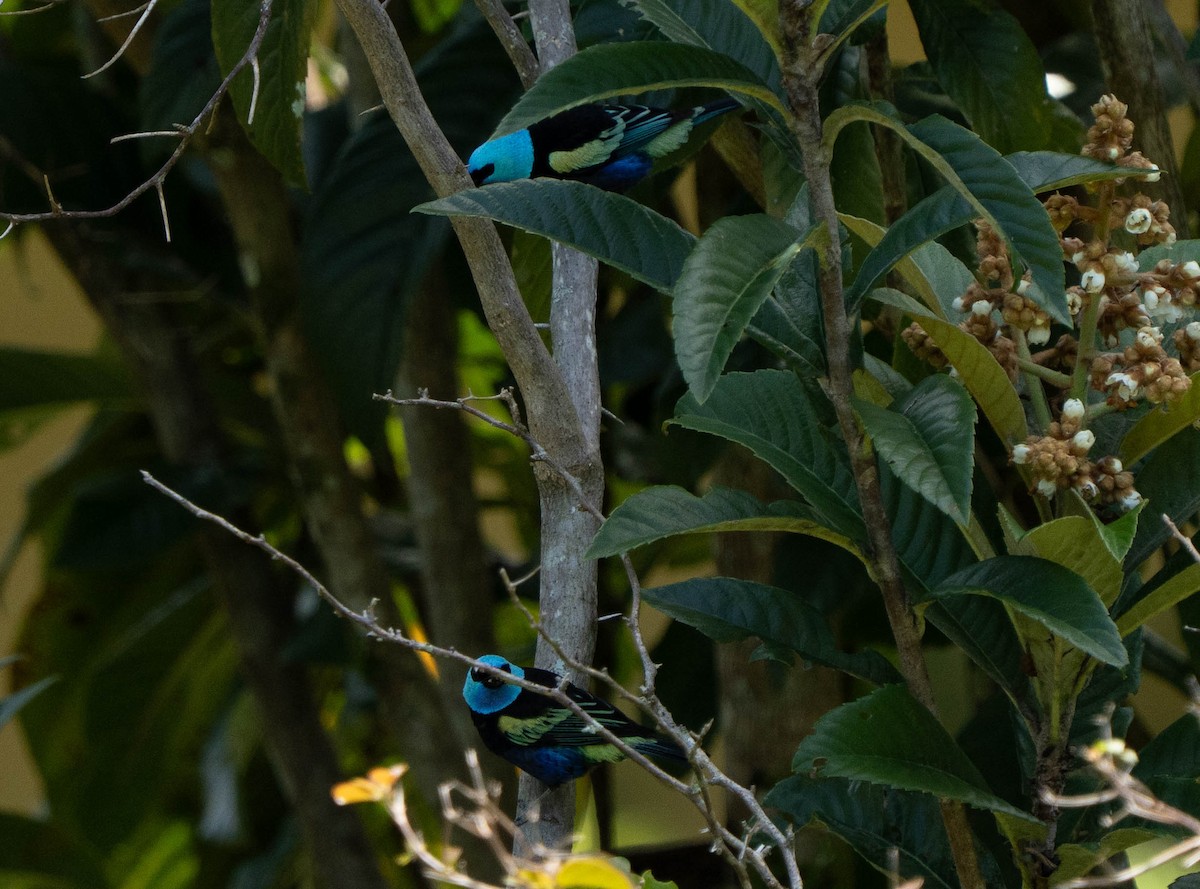 Azurkopftangare - ML644629508