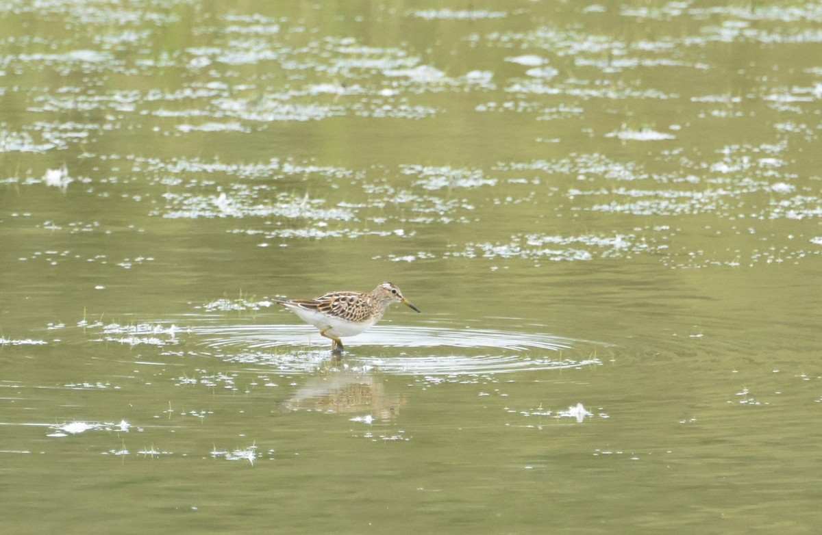 美洲尖尾濱鷸 - ML644629511