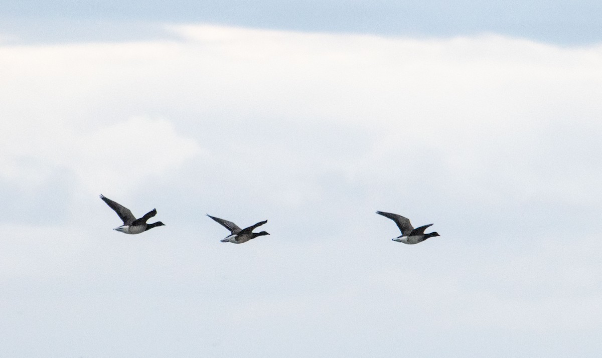 ringgås - ML644629515