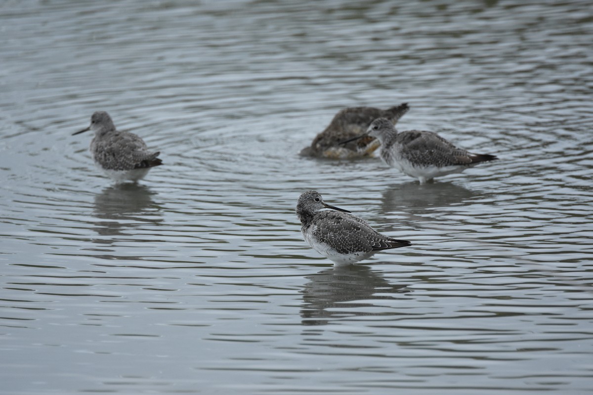 Greater Yellowlegs - ML644629518