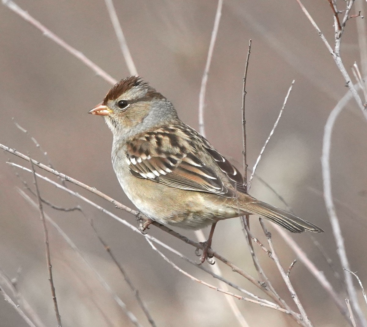White-crowned Sparrow (Gambel's) - ML644629521