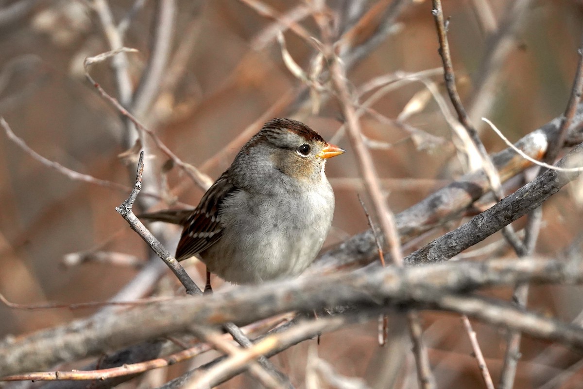 White-crowned Sparrow (Gambel's) - ML644629522
