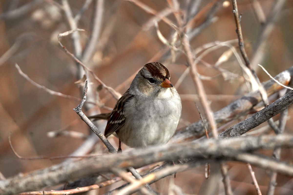 White-crowned Sparrow (Gambel's) - ML644629523