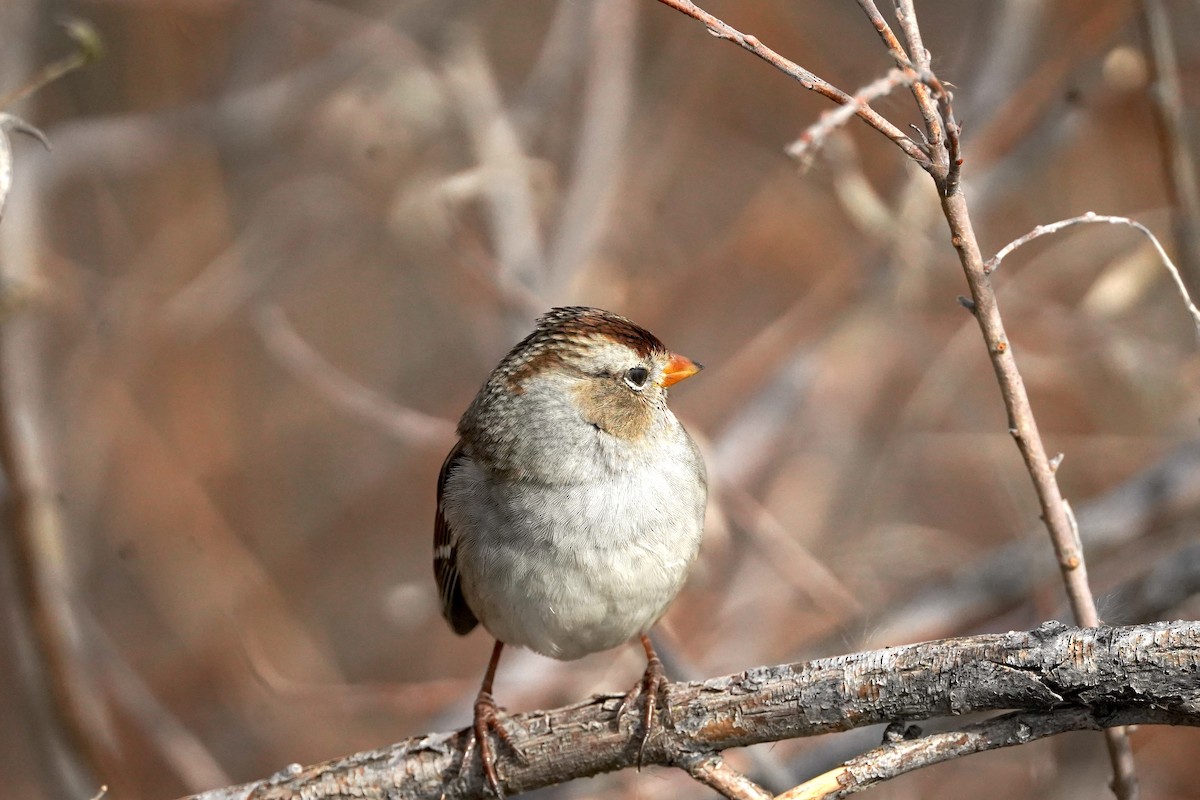 White-crowned Sparrow (Gambel's) - ML644629524