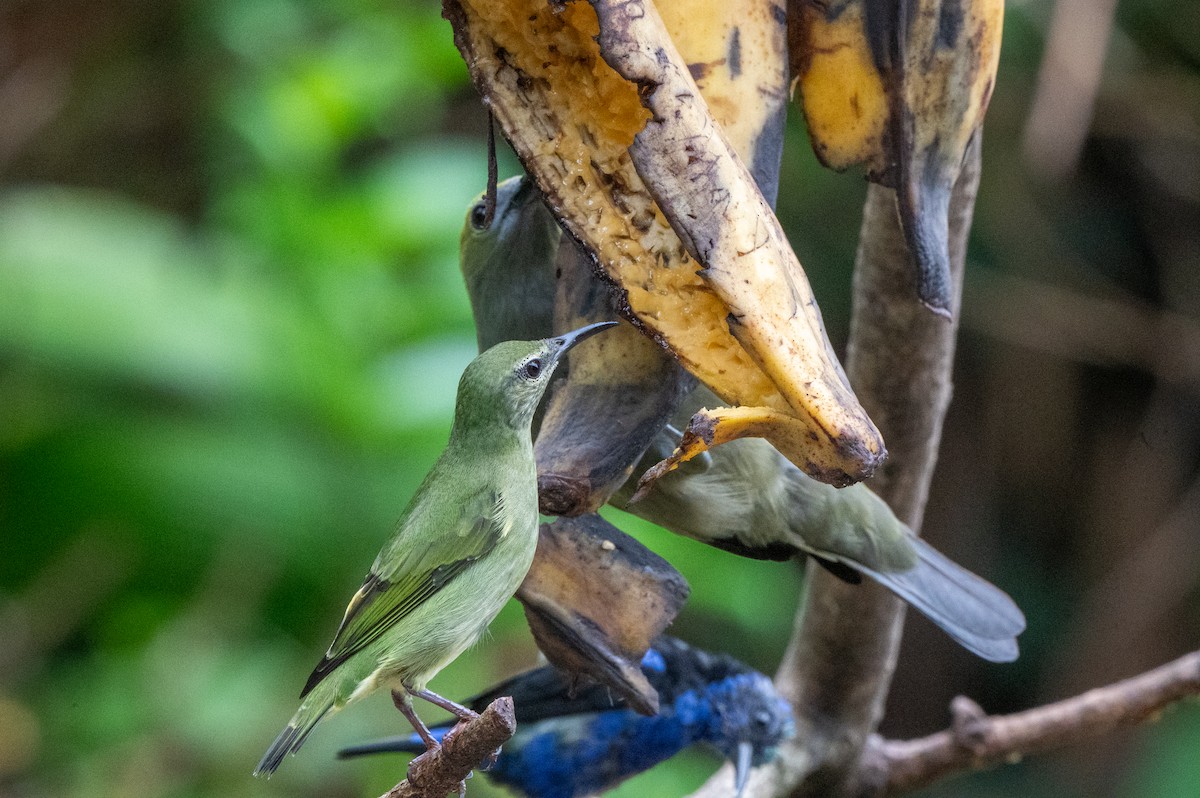 Танагра-медоїд бірюзова - ML644629525