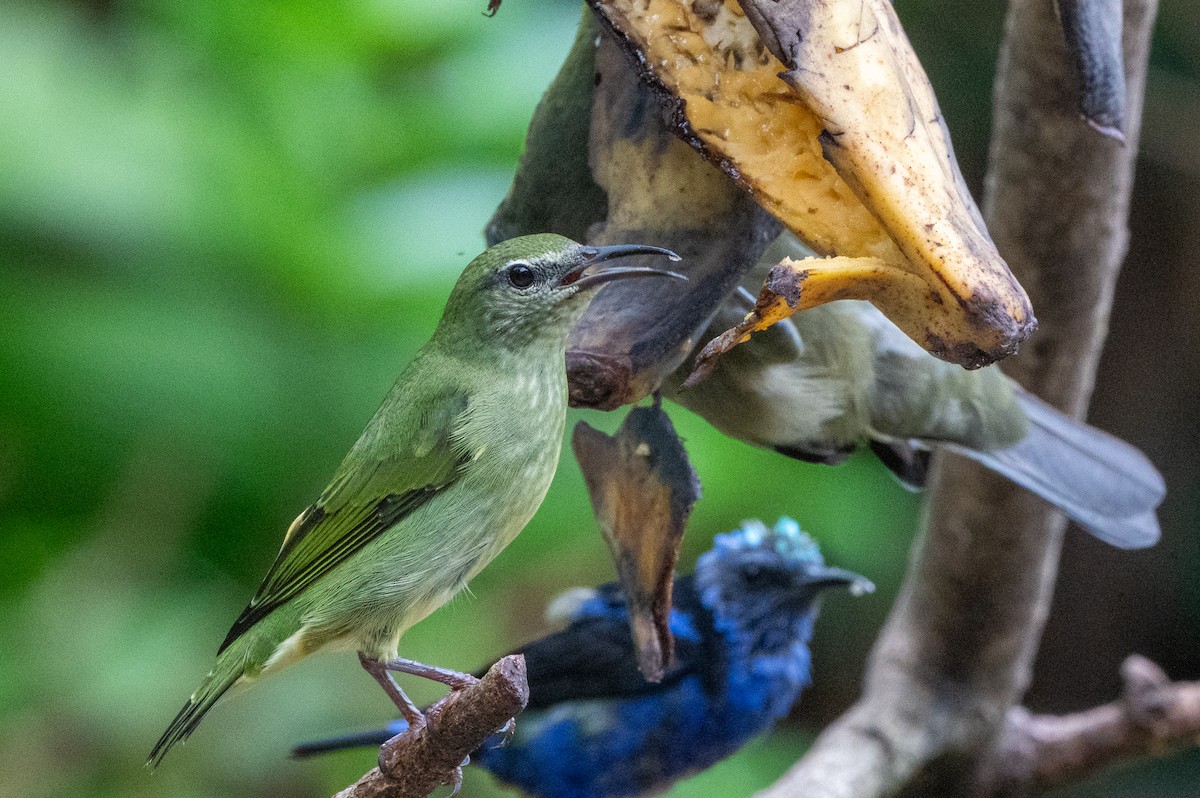 Танагра-медоїд бірюзова - ML644629526