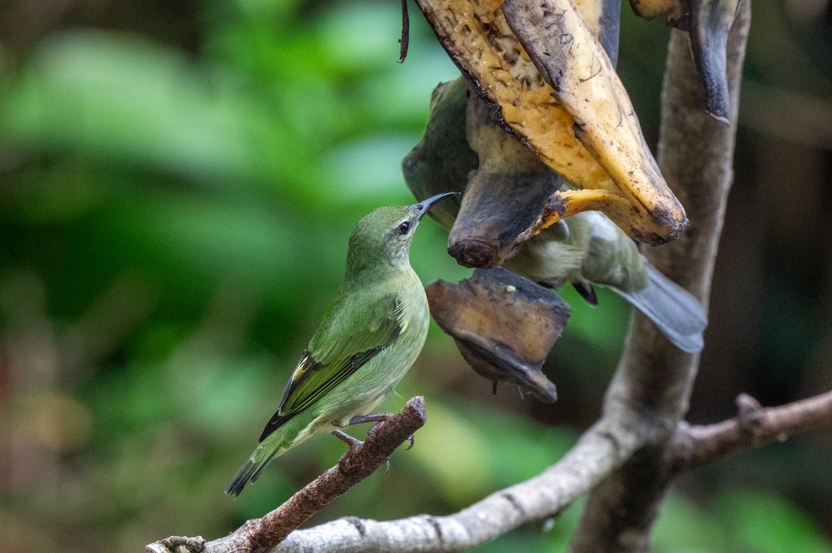 Танагра-медоїд бірюзова - ML644629527