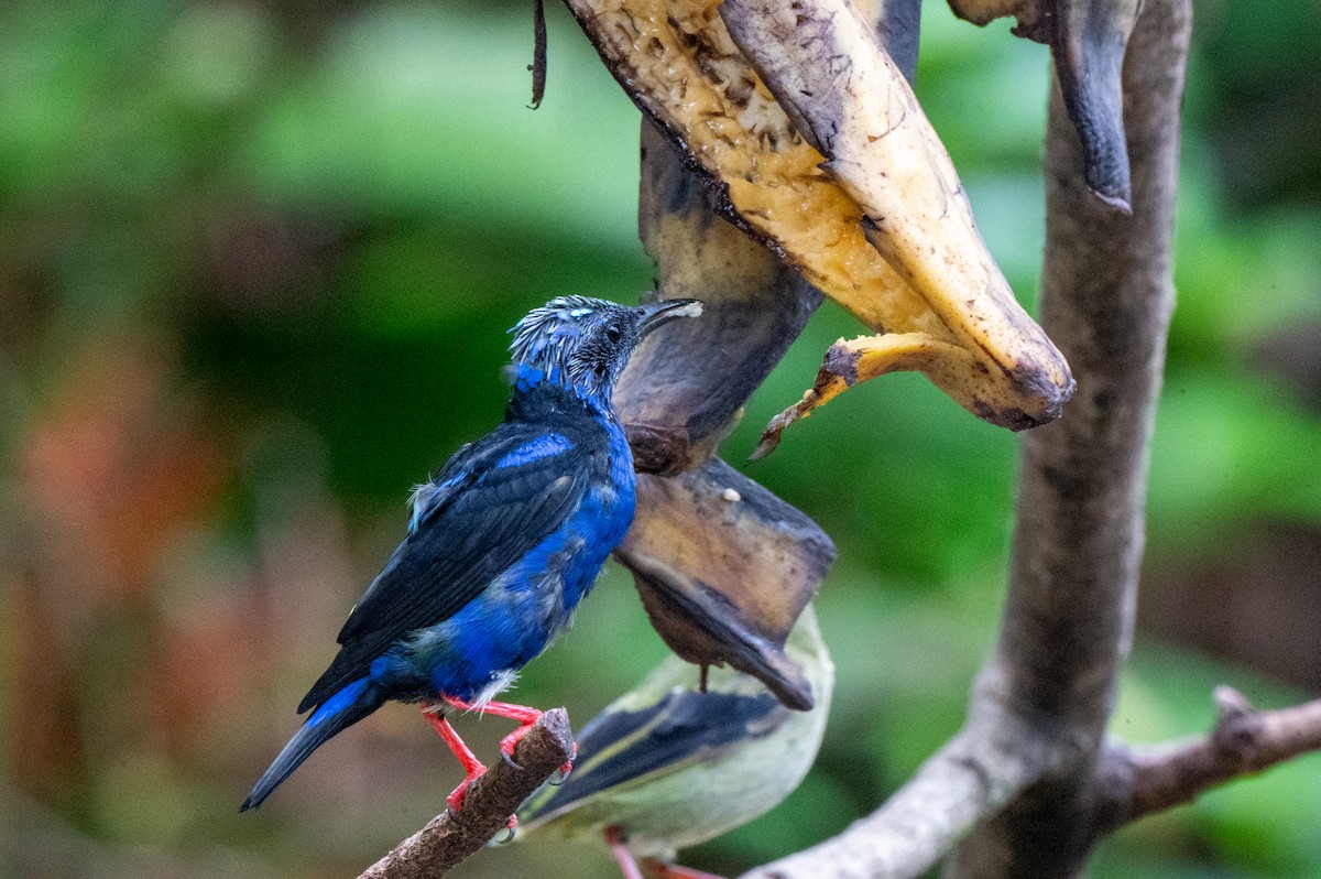 Танагра-медоїд бірюзова - ML644629528