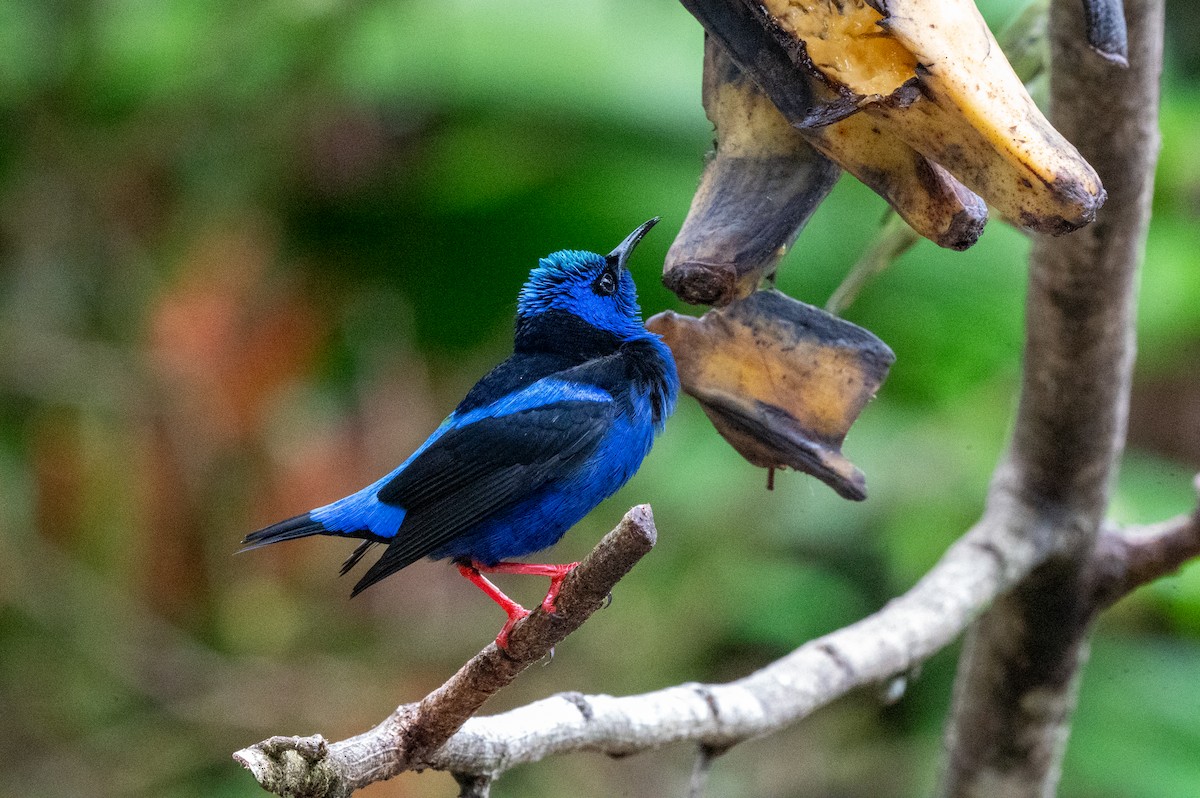 Танагра-медоїд бірюзова - ML644629529