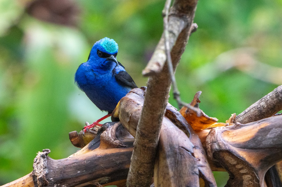 Танагра-медоїд бірюзова - ML644629530