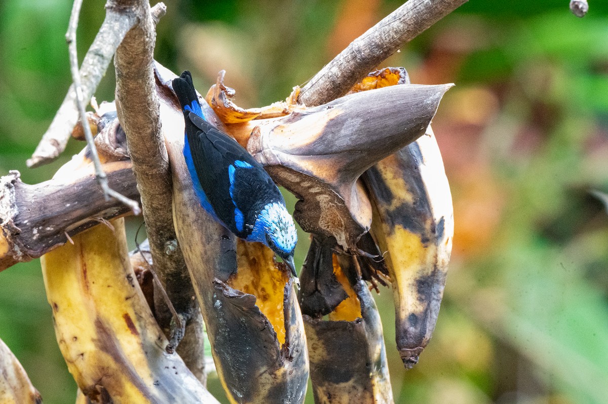 Танагра-медоїд бірюзова - ML644629531