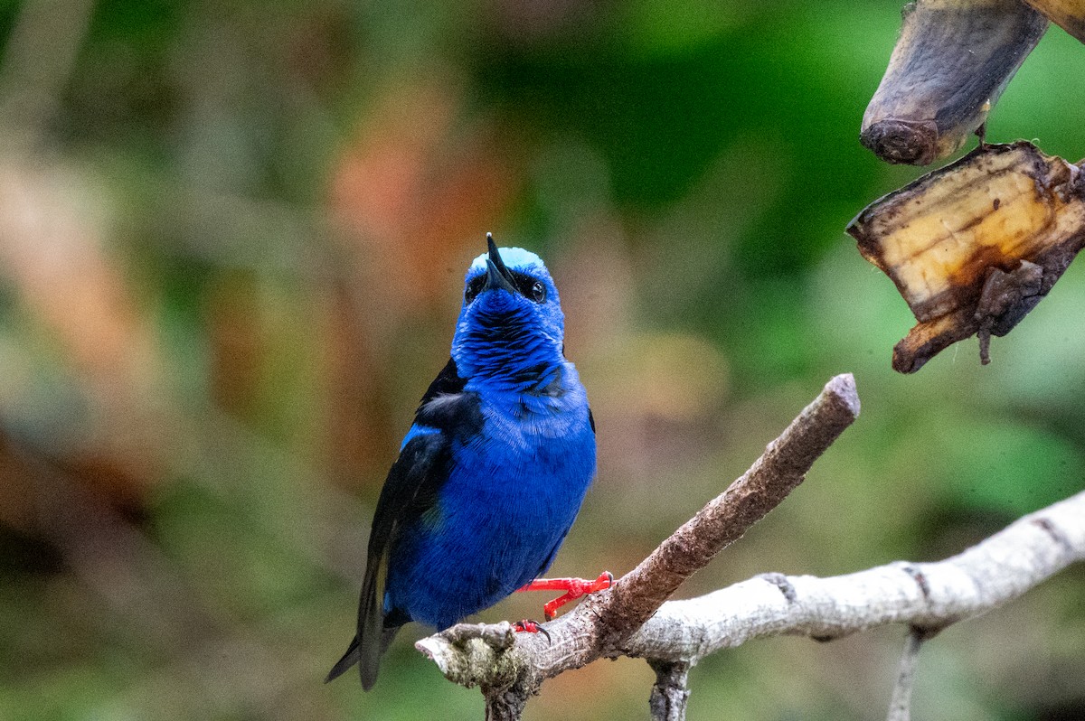 Танагра-медоїд бірюзова - ML644629532