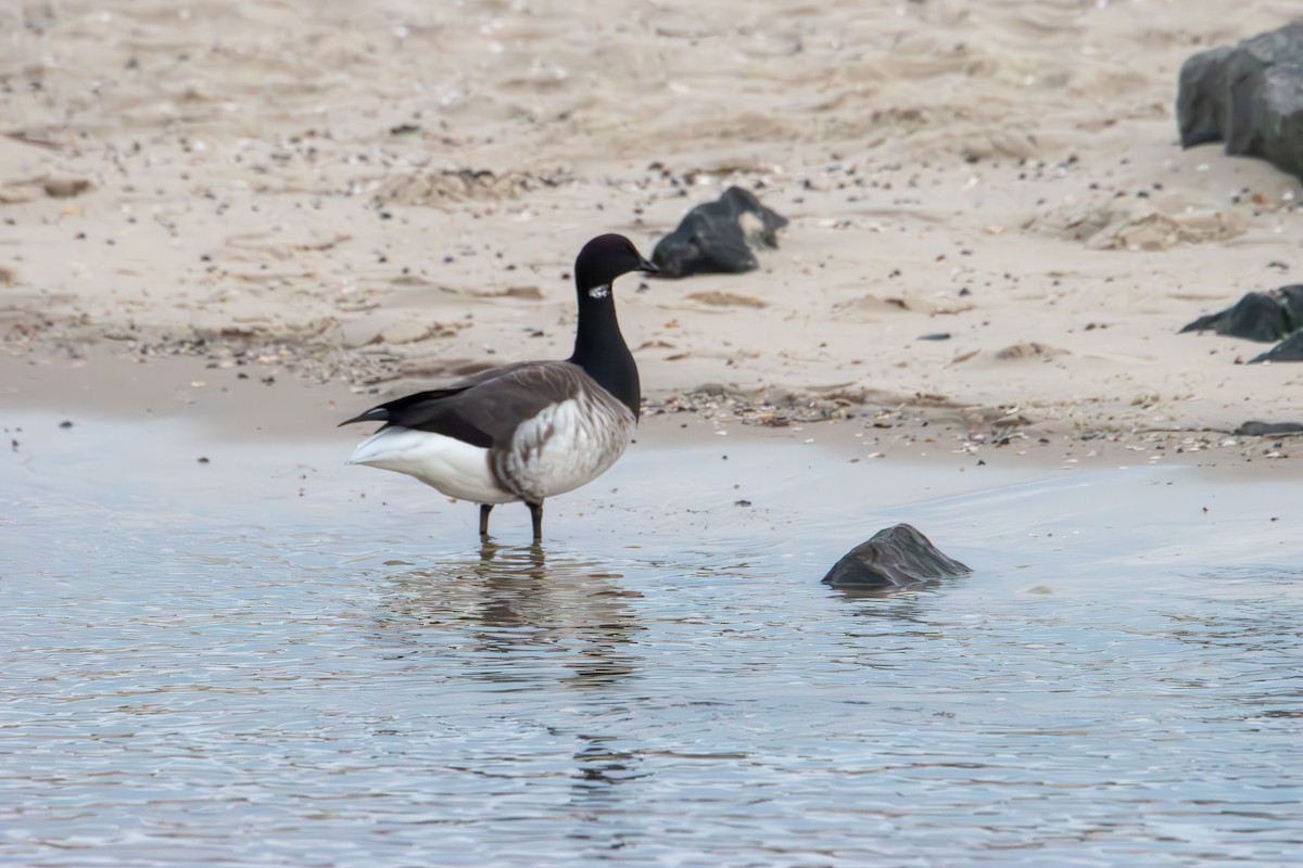 ringgås - ML644629533