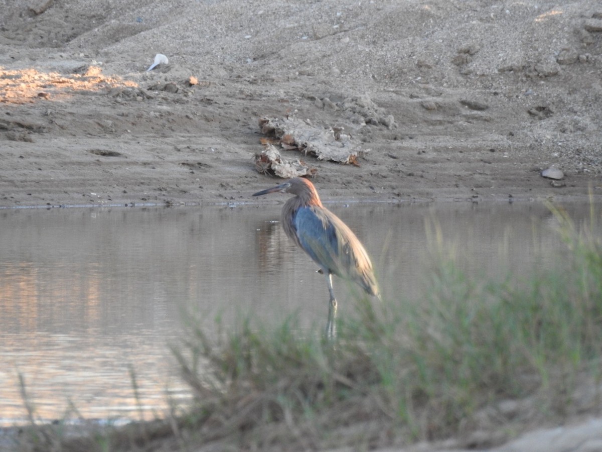 Reddish Egret - ML644629534