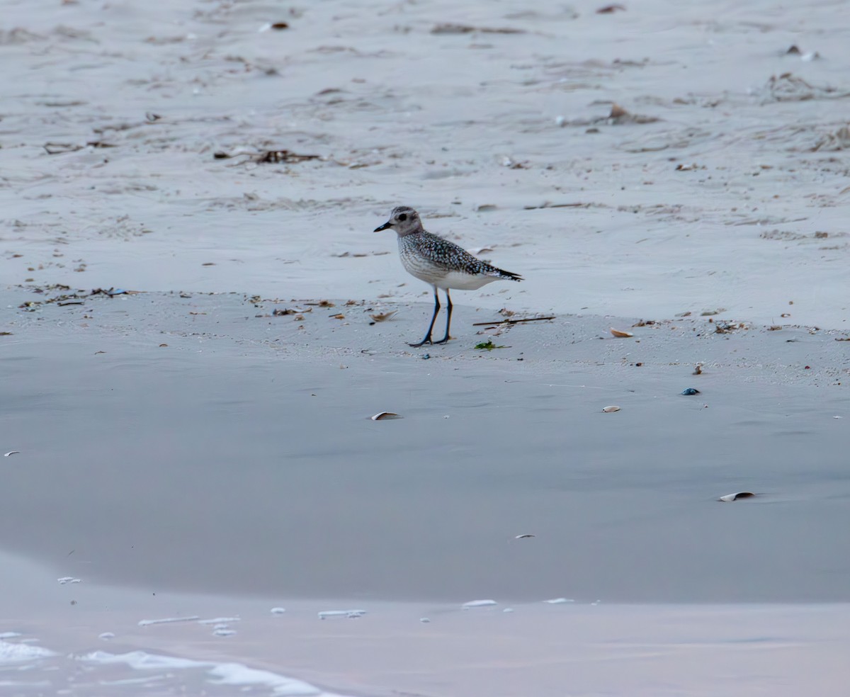 Буурал сүвээ цагаан - ML644629535