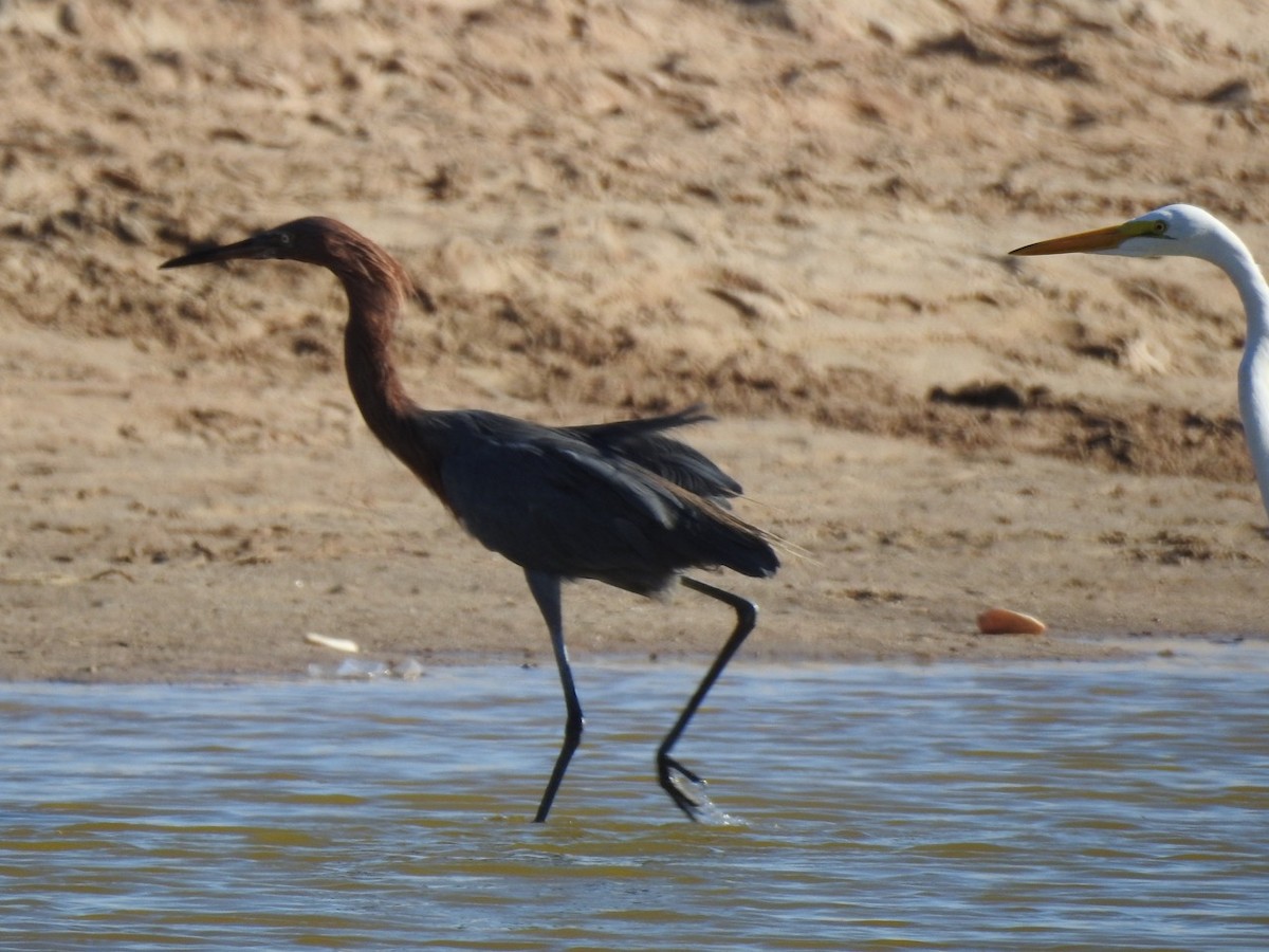 Reddish Egret - ML644629539