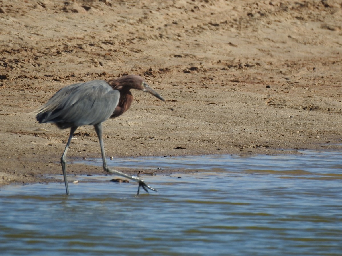 Reddish Egret - ML644629540