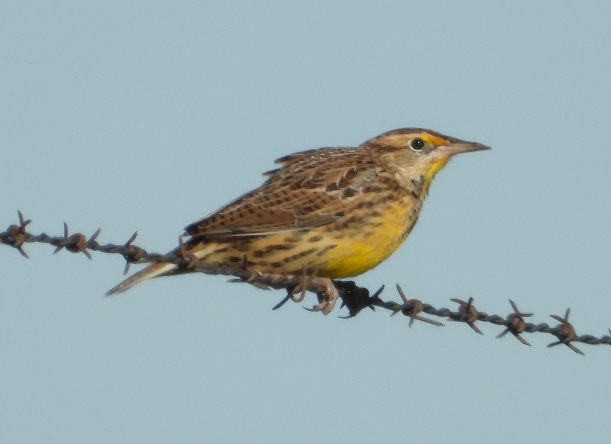 Eastern Meadowlark - ML644629543
