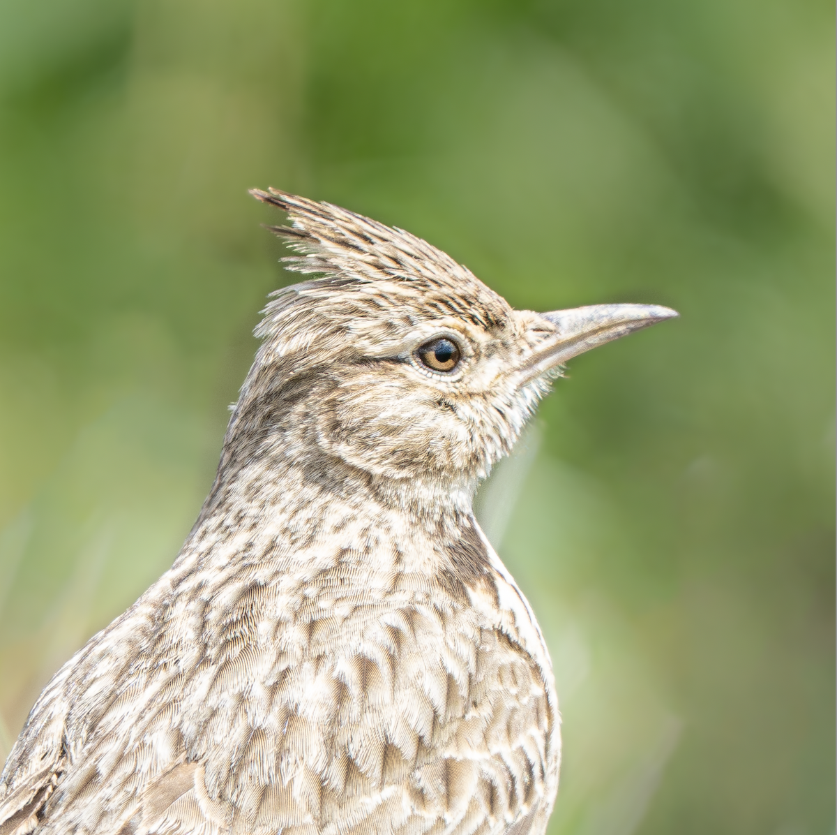 Согсоот болжмор - ML644629545