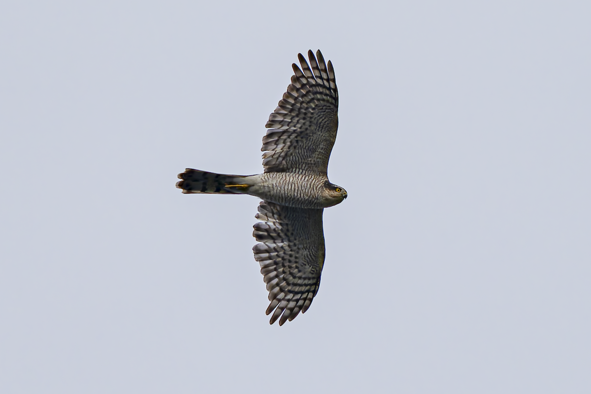 Eurasian Sparrowhawk - ML644629556