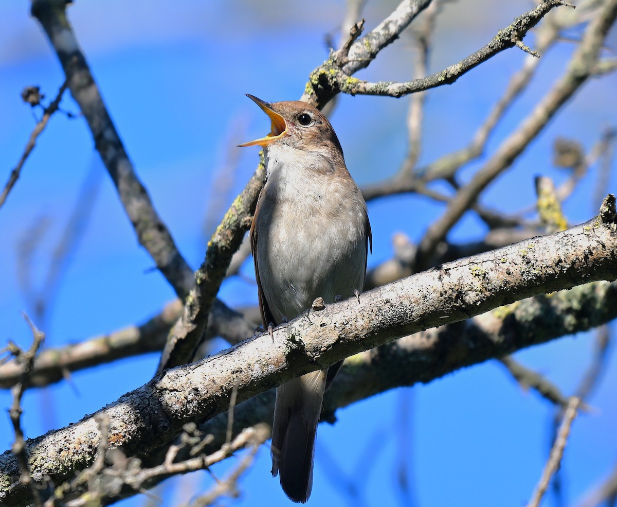 Urretxindor arrunta - ML644629572