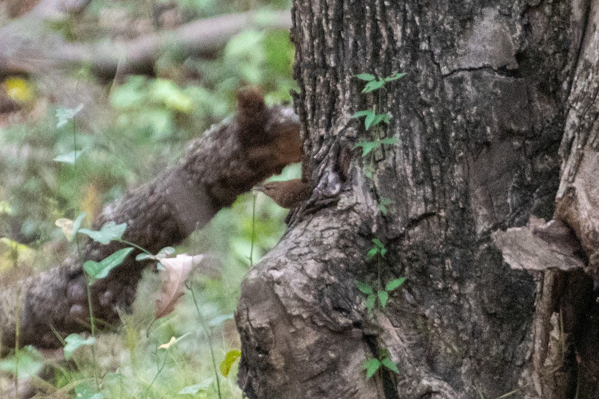 Winter Wren - ML644629576