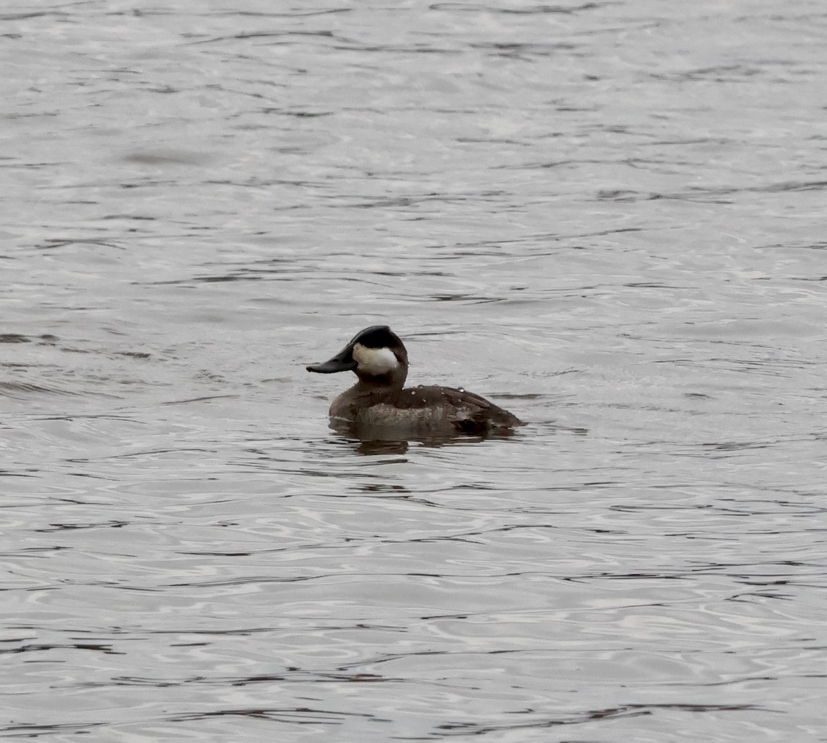 Amerika Dikkuyruğu - ML644629579