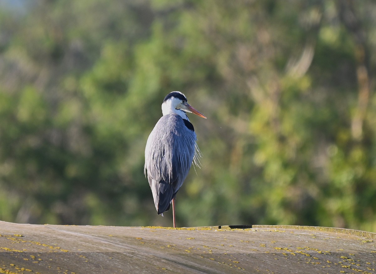 Koartza hauskara - ML644629581