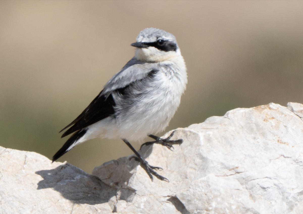 Culbianco - ML644629582