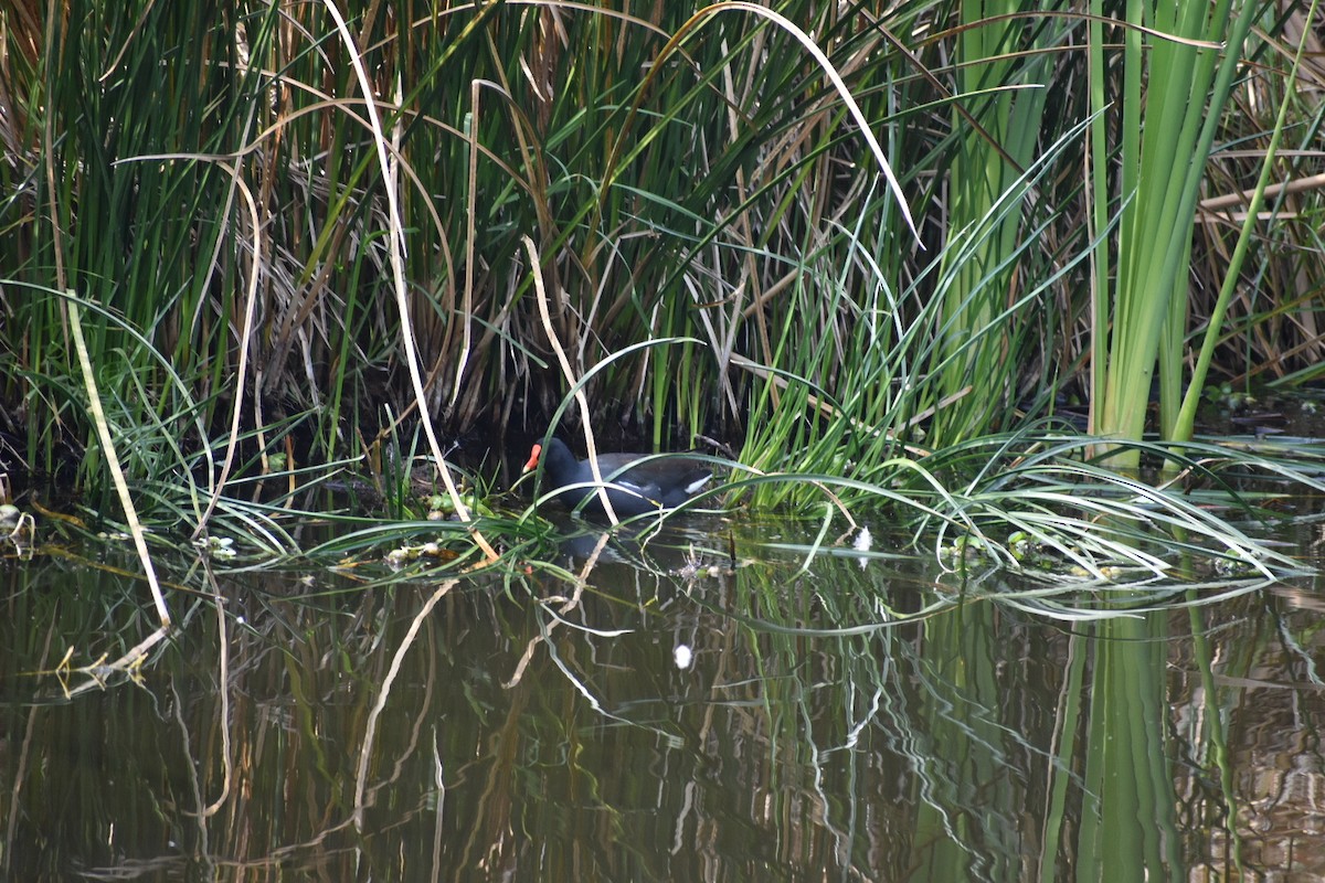 Common Gallinule - ML644629584