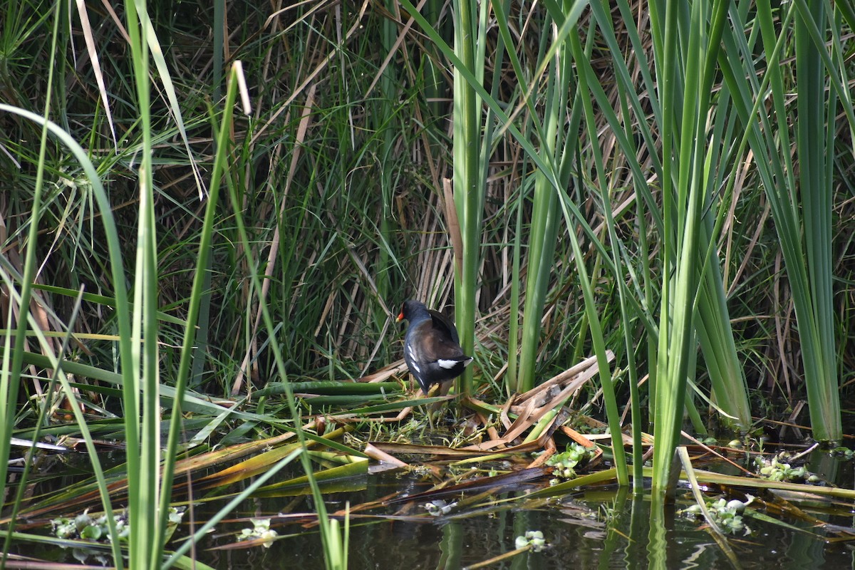 Common Gallinule - ML644629585